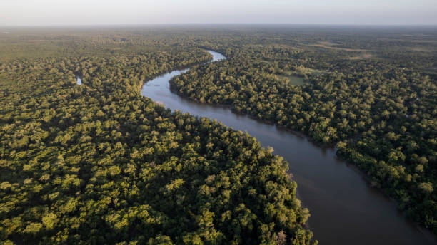 amazonas-regenwald und flüsse an sonnigen tagen - amazonien stock-fotos und bilder