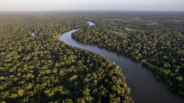 화창한 날에 아마존 열대 우림과 강 - 아마존 지역 뉴스 사진 이미지