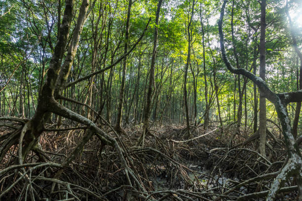 mangrove trees with green leaves and long roots growing in fresh water summer sunny day in Zanzibar, Tanzania