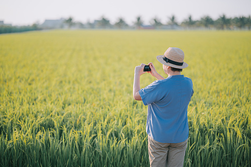 Asian Chinese Mid adult female tourist enjoying paddy field scenery and photographing with her camera during sunrise