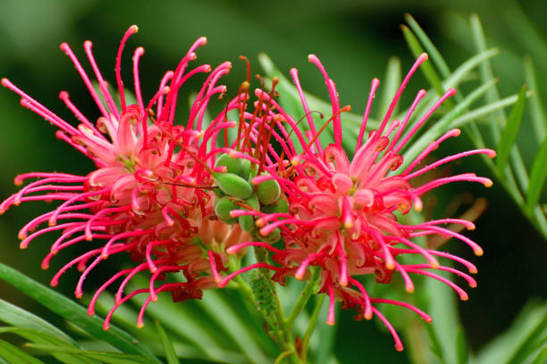 Grevillea banksii, also known as Red silky oak, is evergreen shrub / tree, which is native to Queensland, Australia, and belongs to the Proteaceae family. The clusters of dark red flowers appear sporadically all year with bloom heaviest from late spring to early summer.