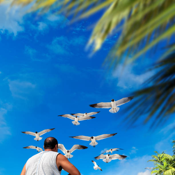 Close up man feeding flock of seagulls over sunny blue sky in Florida