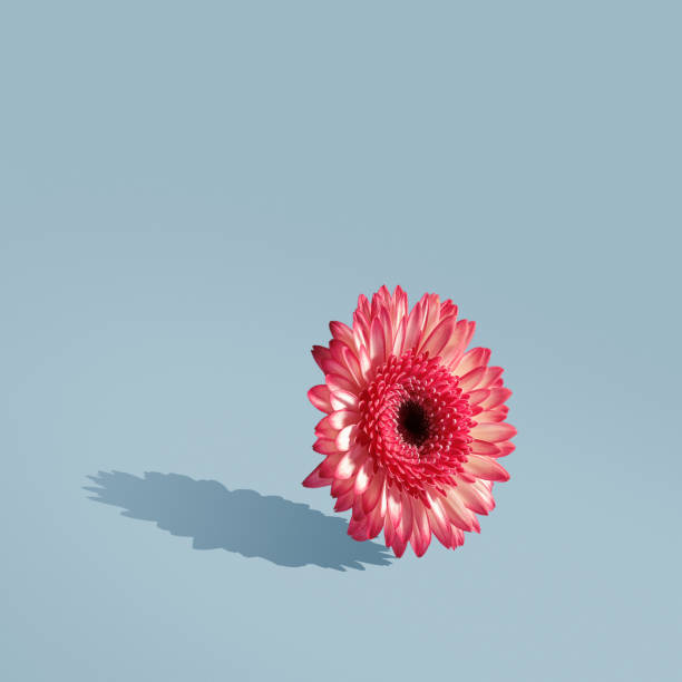 istock Floral minimalist composition. Creative concept of spring on a blue background. 1366793045
