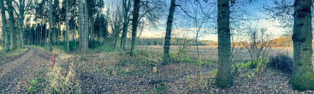 istock A path through a forest next to a field in Germany in winter. 1366793884