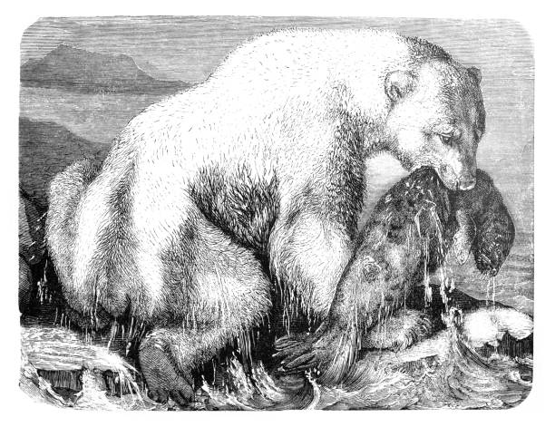 ледяной медведь или белый медведь. рисованная иллюстрация. - creek street stock illustrations