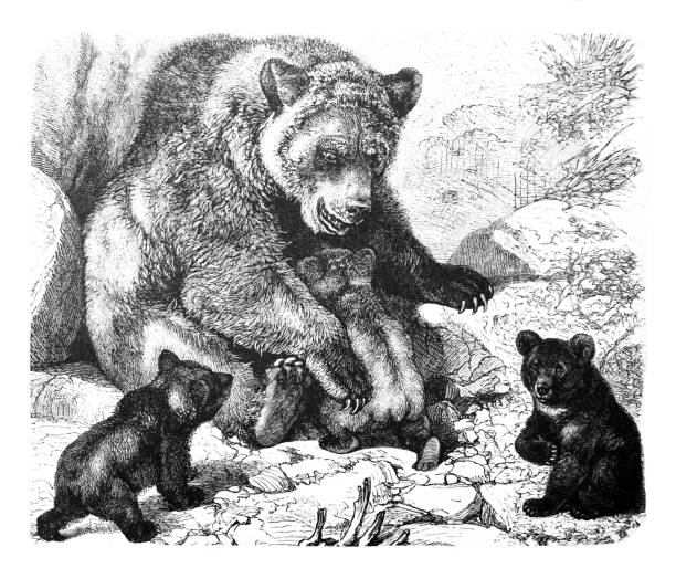 niedźwiedź brunatny (aktor ursus). ręcznie rysowana ilustracja. - creek street stock illustrations