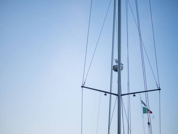 seagull rests on the mast of a boat with blue sky background