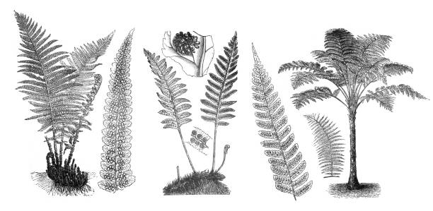 stockillustraties, clipart, cartoons en iconen met big fern collection. different fern plants. hand drawn vintage engraved illustration. folliage plants. tropical leaves collection. - maoritatoeages