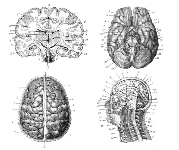 anatomie des menschlichen gehirns.  handgezeichnete vintage-gravurillustration. - medizinische zeichnung stock-grafiken, -clipart, -cartoons und -symbole