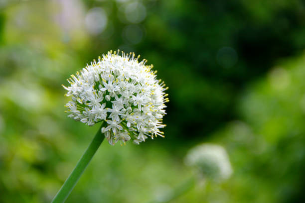 е .
cebolla en flor. flor de allium. cabeza de flor de cebolla blanca en flor. primer plano de flores de cebolla en un jardín. flores de cebolla, primer plano de un globemaster allium. cultivo de cebolla .jardín de verano con espacio de copia. economía r