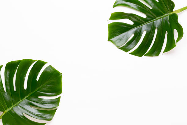 istock Tropical Jungle Leaf, Monstera, resting on flat surface, on white wooden background. 1366794919