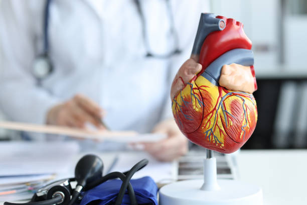 Artificial plastic model of human heart standing against background of cardiologist closeup Artificial plastic model of human heart standing against background of cardiologist closeup. Cardiac care concept condition stock pictures, royalty-free photos & images