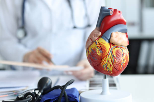 sztuczny plastikowy model ludzkiego serca stojący na tle zbliżenia kardiologa - anatomical model zdjęcia i obrazy z banku zdjęć