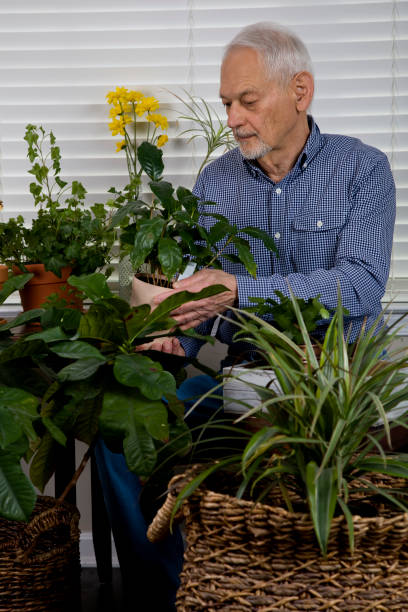 istock Senior man tending to indoor plants 1366795813