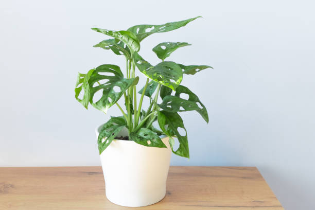 istock Monstera Acuminata, Monstera Adansonii, Monstera Obliqua, Monkey leafin in a white pot stands on a table, shelf on a gray background 1366795850