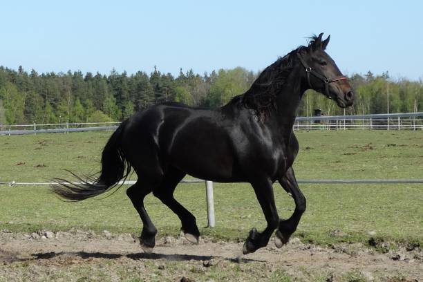 istock Black beauty canter in the field,big mare very active 1366796141