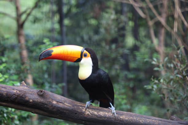 istock The toco toucan bird on the wood tree in forest 1366796538