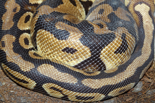 Close up ball python snake skin for texture and pattern