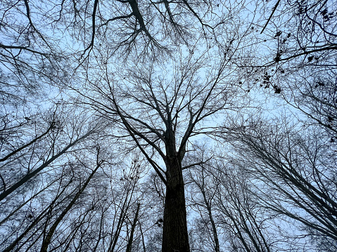 A look into the leafless treetops in winter.