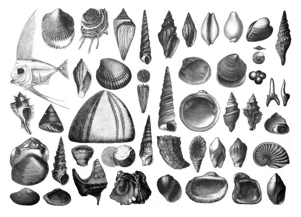 ilustrações de stock, clip art, desenhos animados e ícones de shells fosil collection/ antique hand drawn engraved shell illustration - etching starfish engraving engraved image