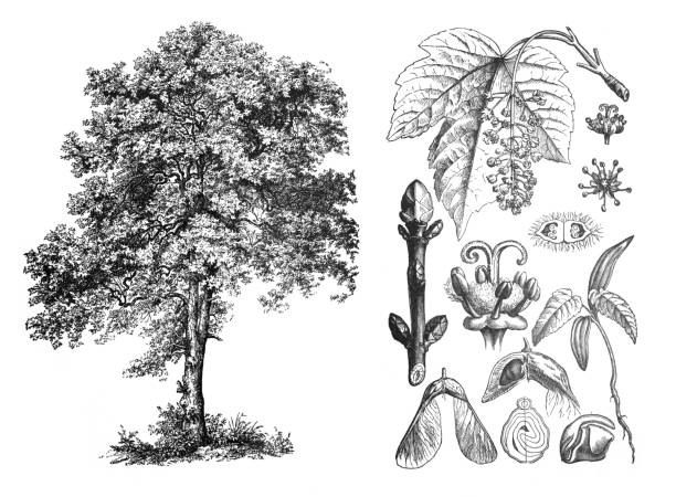 acer pseudoplantanus (клен платана) гравированная античная рисованная иллюстрация из brockhaus konversations-lexikon - ochoa stock illustrations