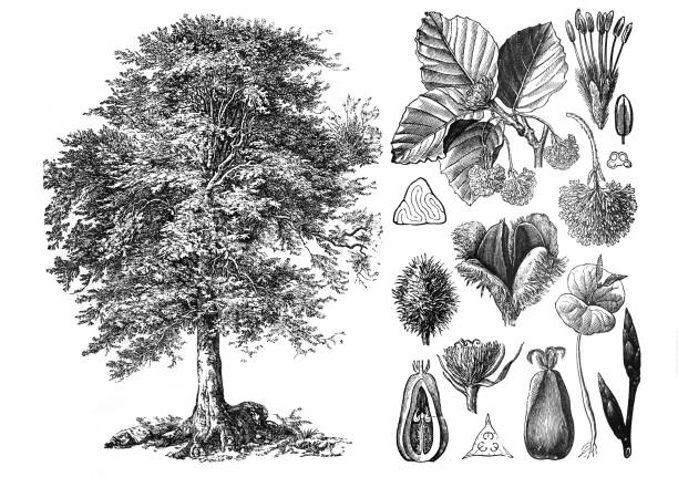 (파거스 실바티카) 레드 비치 인그레이드 앤티크 핸드 그린 일러스트: 브록하우스 콘버사스-렉시콘 - beech tree stock illustrations