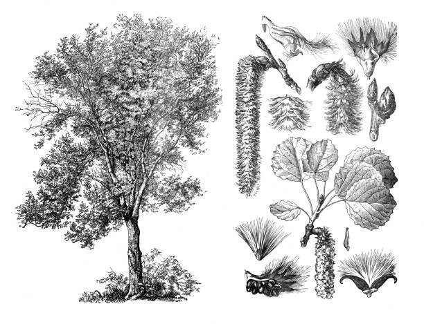 populus tremula aspen / гравюрная античная иллюстрация из brockhaus konversations-lexikon - ochoa stock illustrations