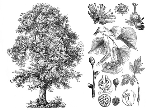 Tilia narvifolia (Winterlinde) / Engraved antique illustration from Brockhaus Konversations-Lexikon. hand drawn
