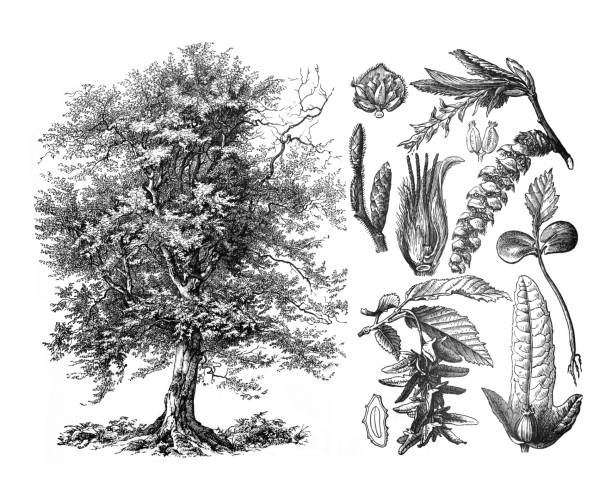 capinus betulus (hornbaum weifsbuche) / гравюрная античная иллюстрация из brockhaus konversations-lexikon - ochoa stock illustrations