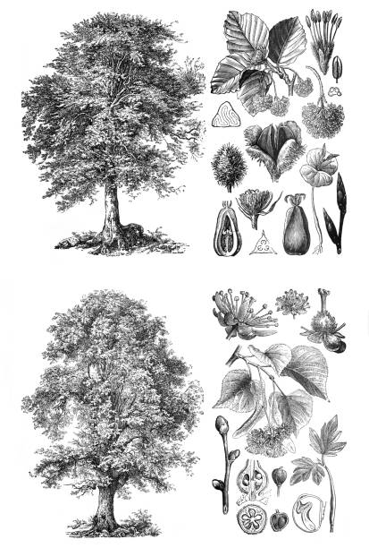 fagus silvatica rotbuche i tila narviflolia / grawerowana antyczna ilustracja z brockhaus konversations-lexikon - autumn tree leaf formal garden stock illustrations