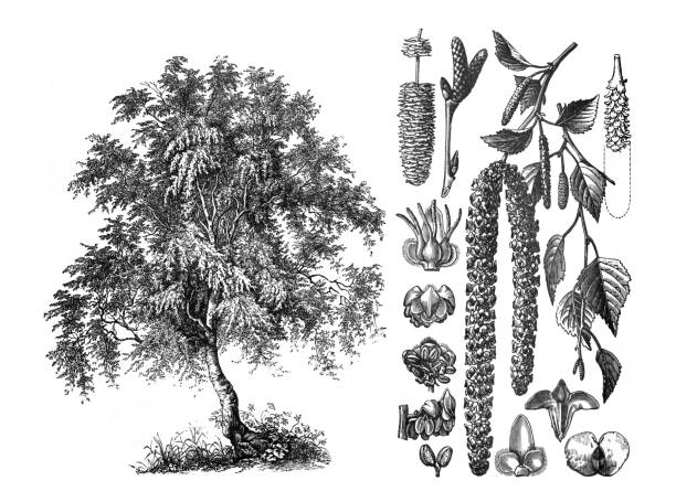 Betula verrucosa weifsbirke / Engraved antique and hand drawn illustration from Brockhaus Konversations-Lexikon Betula verrucosa weifsbirke / Engraved antique illustration from Brockhaus Konversations-Lexikon alder tree drawing stock illustrations