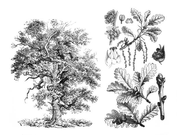 dąb bezszypułkowy (quercus petraea) grawerowana antyczna ilustracja z brockhaus konversations-lexikon - spring oak tree leaf oak leaf stock illustrations