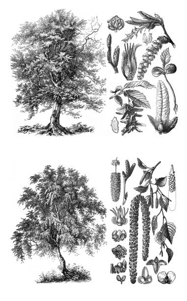 capinus betulus and betula verrucosa  / engraved antique illustration from brockhaus konversations-lexikon - ochoa 幅插畫檔、美工圖案、卡通及圖標