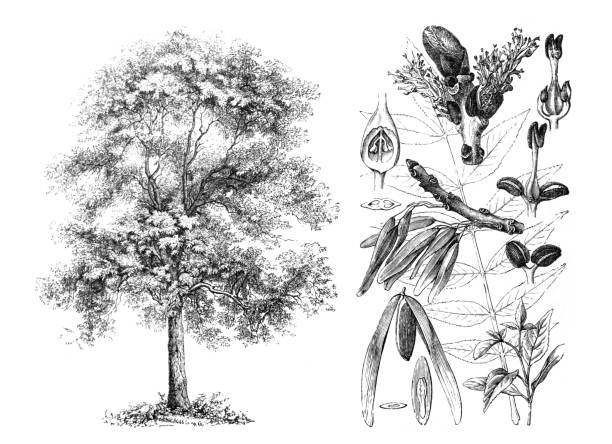 franxinus excelsior / ash tree / engraved antique illustration from brockhaus konversations-lexikon - ochoa 幅插畫檔、美工圖案、卡通及圖標