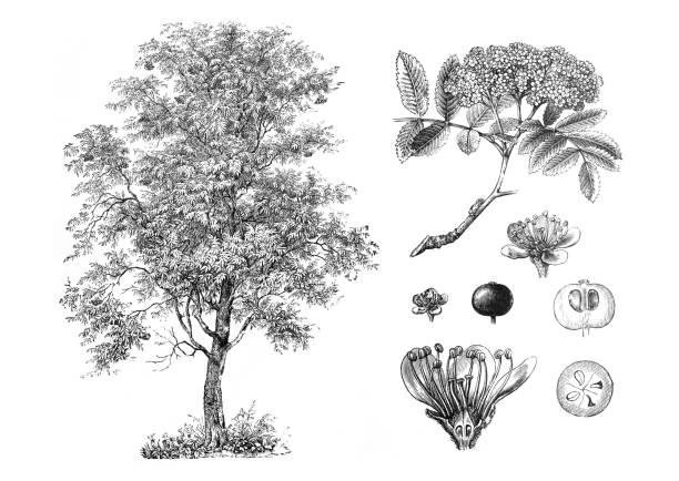 sorbus aucuparia eberesche. выгравированная от руки старинная иллюстрация - ochoa stock illustrations