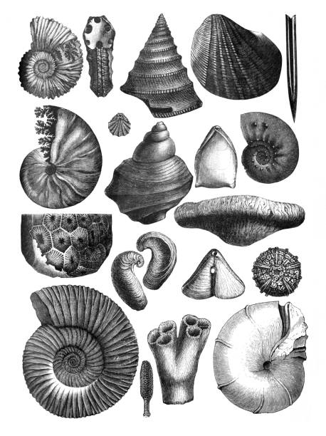 illustrations, cliparts, dessins animés et icônes de collection de coquillages fosil / illustration de coquillages gravés à la main - etching starfish engraving engraved image