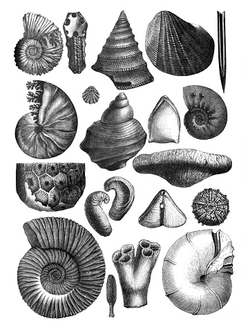 Shells fosil collection/ Antique hand drawn engraved shell illustration