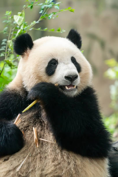 istock giant panda bear eating bamboo 1366798185