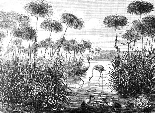 ilustrações, clipart, desenhos animados e ícones de colagem vintage e retrô de pássaros flamingo. antiga ilustração de papiro flamingo desenhado à mão. - illustration and painting engraving old fashioned engraved image