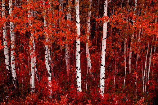 Aspen trees in fall with autumn colors lush forest birch