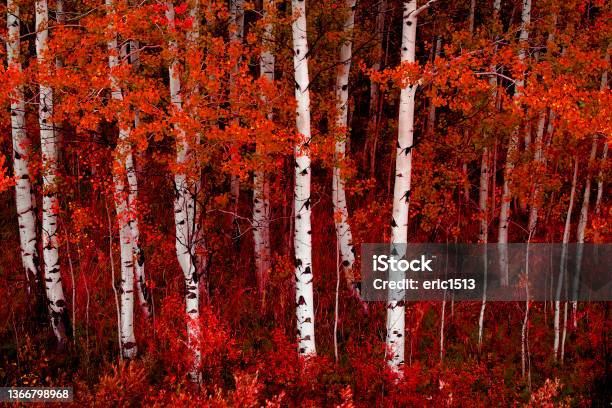 Aspen Trees In Fall With Colors Lush Forest Birch Stock Photo - Download Image Now - Aspen Tree, Autumn, Nature