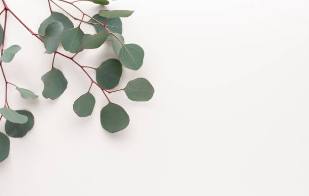istock Eucalyptus composition. Pattern made of various colorful flowers on white background. Flat lay stiil life. 1366799343