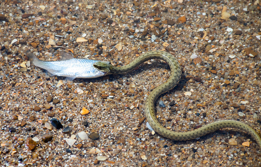 Natrix tessellata water snake on the beach.