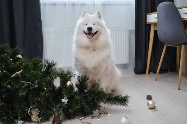 Dog sitting near dropped christmas tree in living room. Samoyed dog looking in camera. Guilty puppy. Shooting domestic animal at home. New year time concept.