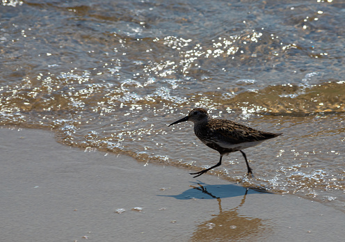 A Dunlin is walking on the beach. Also known as a Red-backed Sandpiper.