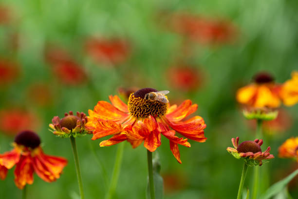 Helenium flower with a bee Close-up of helenium flowers with a bee sneezeweed stock pictures, royalty-free photos & images