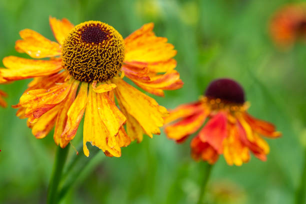 Heleniums Close up of a large and small helenium flower sneezeweed stock pictures, royalty-free photos & images