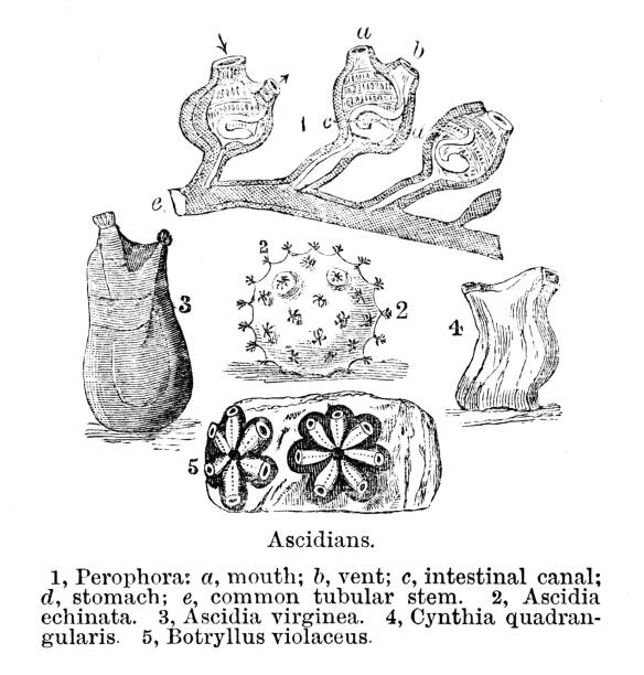 istock Ascidians, known as the ascidians, tunicates, or sea squirts 1366801710