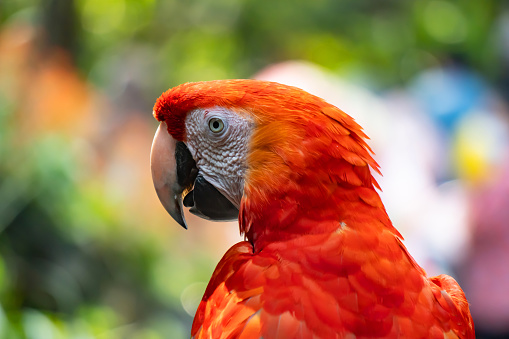 Red macaws are facing from behind. Macaws are large birds in the hook-bill family.