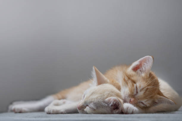 istock Orange thai kitten, 4 month old, sleeping in the house. 1366803096